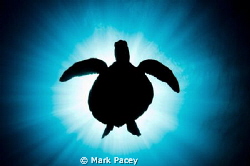 Turtle silhouette by Mark Pacey 